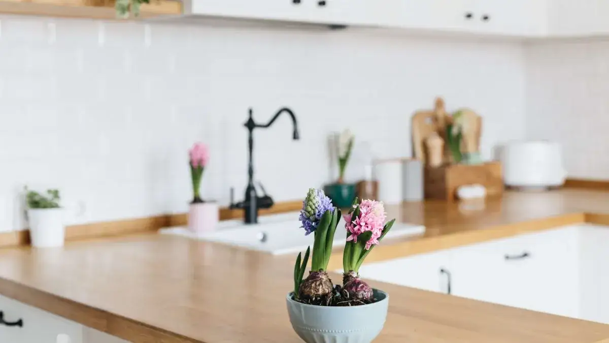 Jakie kwiaty wybrać do kuchni? 10 najlepszych roślin domowych