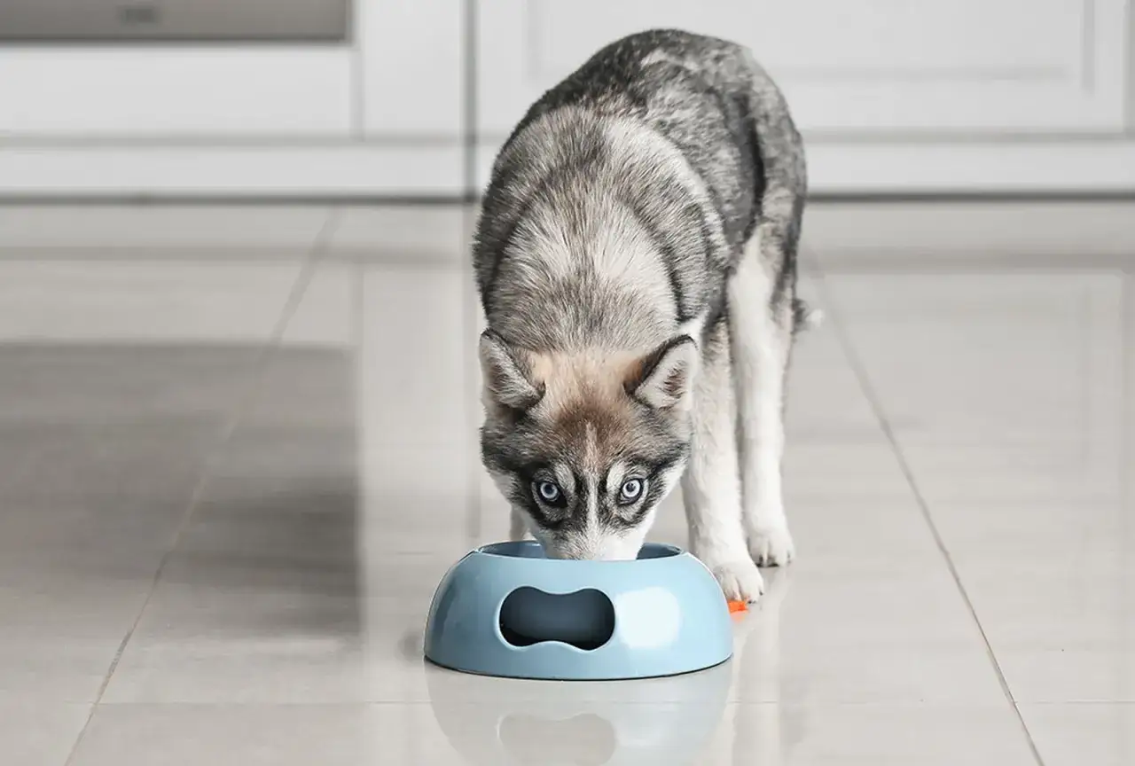 Jaka karma dla husky zapewni zdrowie i energię Twojemu psu?