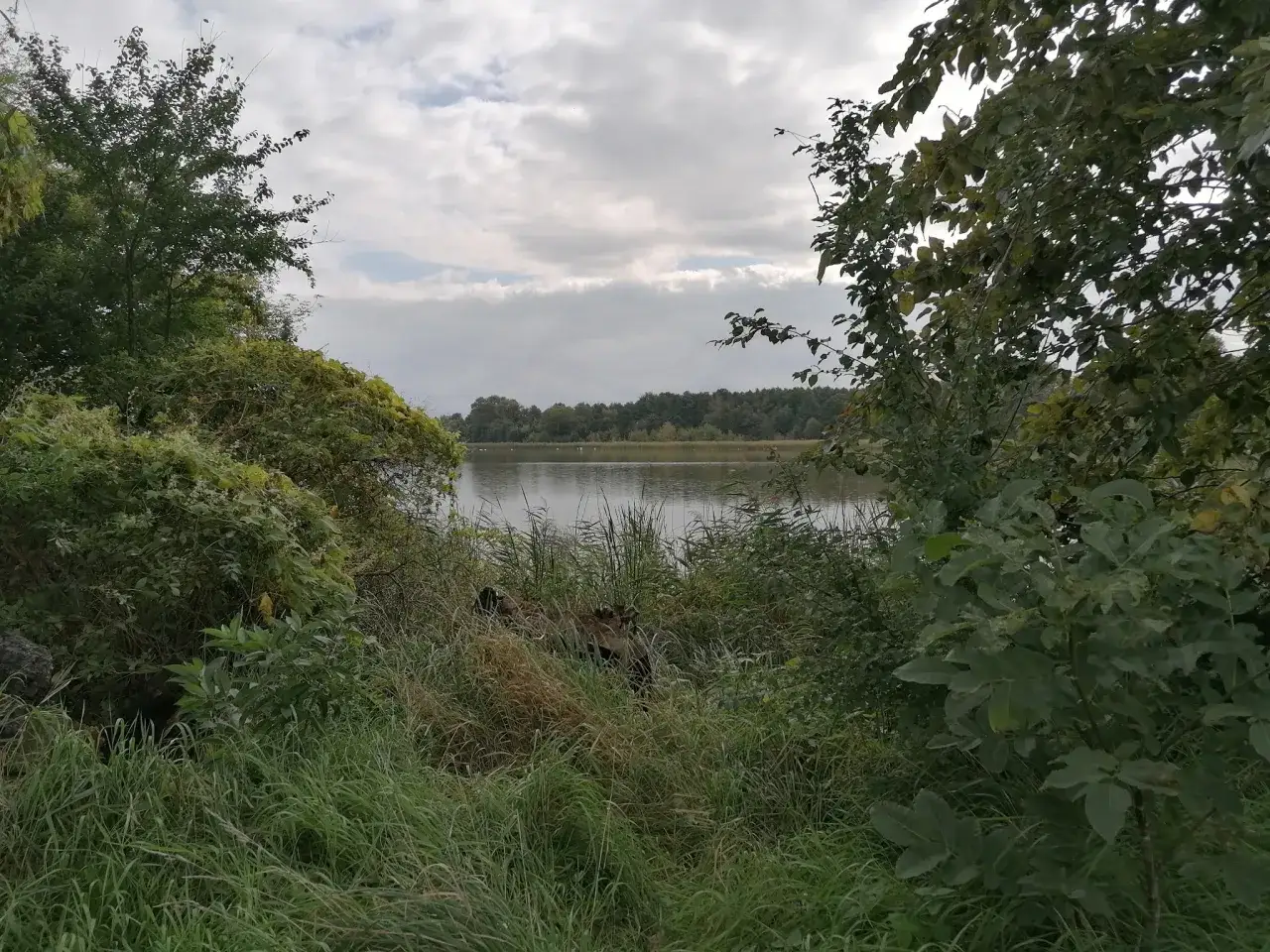 Rezerwat przyrody Stawy Raszyńskie - oaza dla ptaków i przyrody