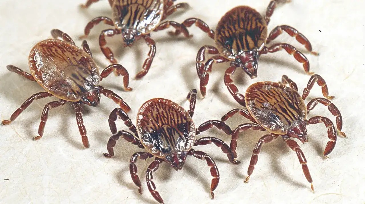 Kilka kleszczy na jasnym tle. Zastanawiasz się, czy kleszcz przeżyje w pralce? Te pajęczaki są bardzo wytrzymałe.