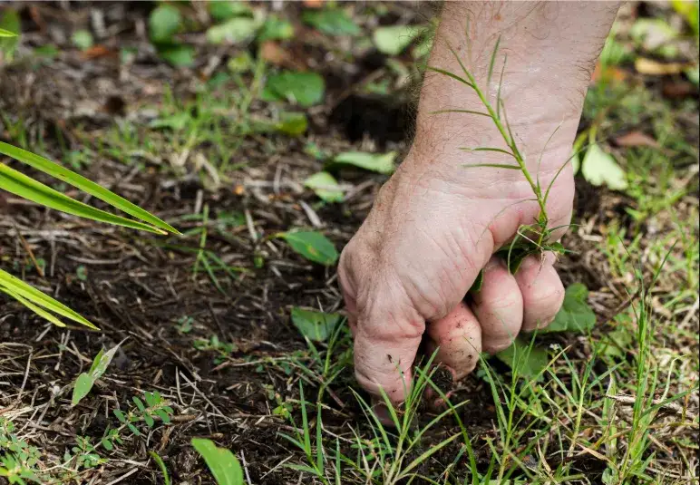 Chwasty podobne do trawy? Rozpoznaj i zwalcz! Poradnik eksperta