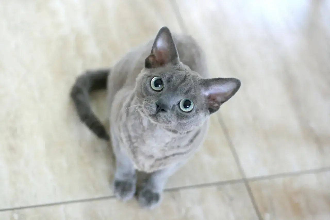 Szary kot rasy Devon Rex z dużymi, zielonymi oczami siedzi na jasnej podłodze.