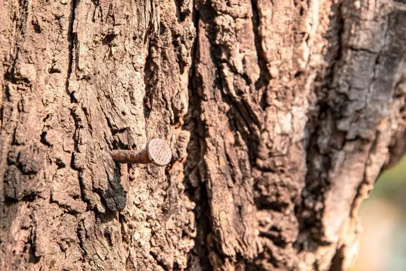 Czy można wbijać gwoździe w drzewo? Sprawdź, jak to wpłynie na zdrowie drzew