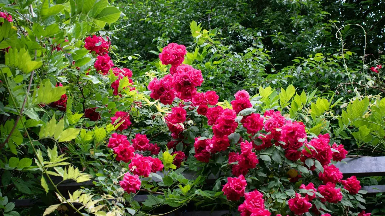 Róża kiedy sadzić - uniknij błędów i wybierz najlepszy termin