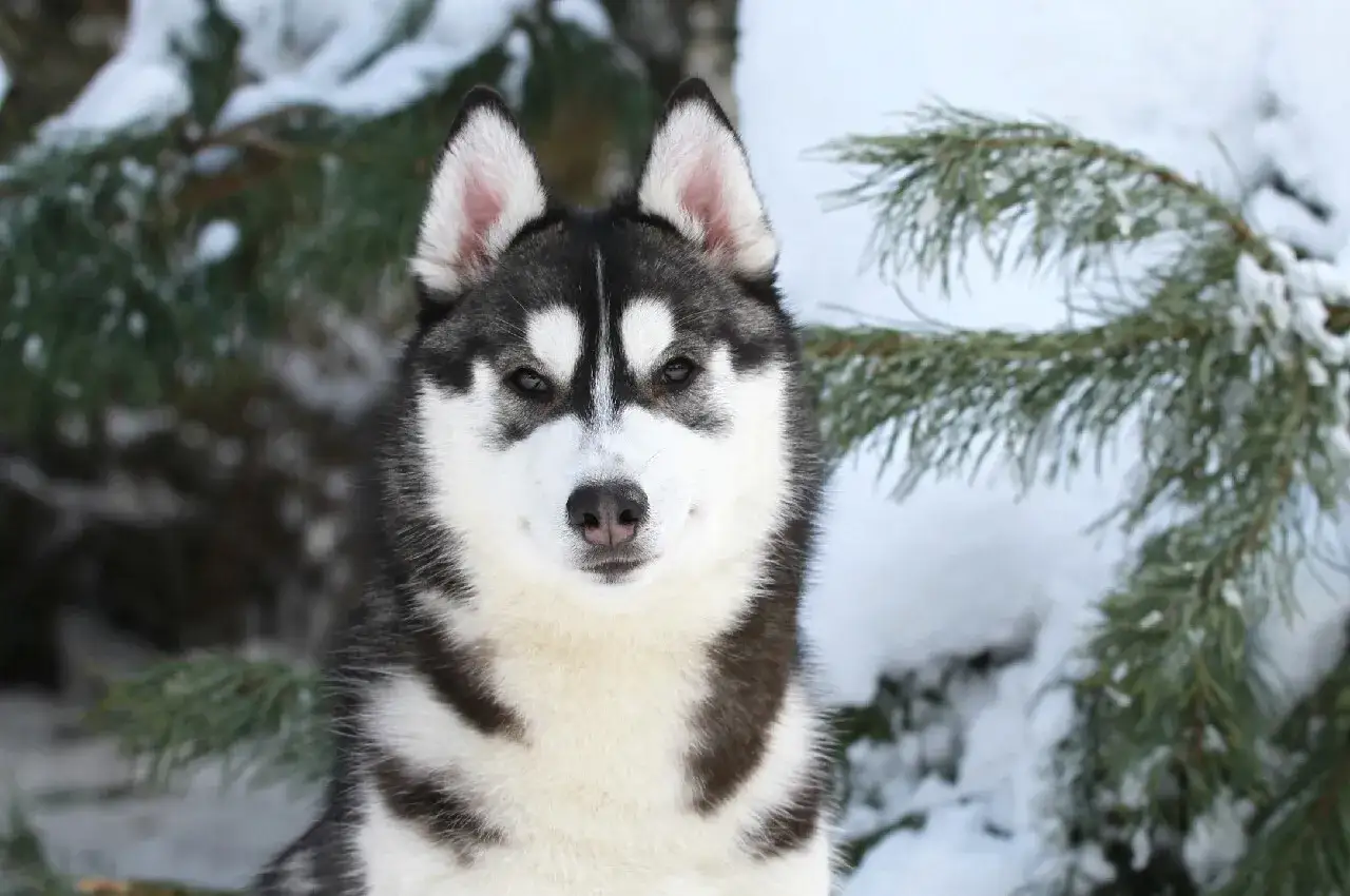 Piękny haski w zimowej scenerii. Zastanawiasz się, ile kosztuje haski? Ten piesek wygląda na wartego każdej ceny!