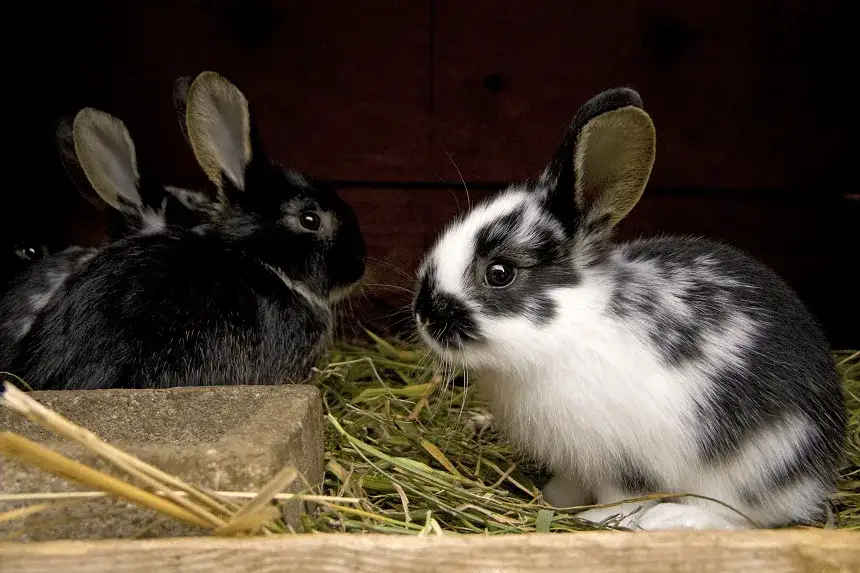 Co jedzą 3 tygodniowe króliki? Kluczowe informacje o diecie królików