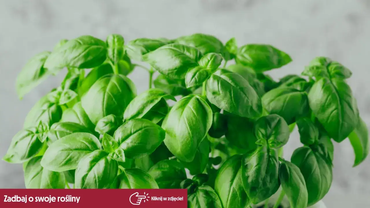 Jakie przyprawy do spaghetti? Odkryj sekrety wybitnego smaku!