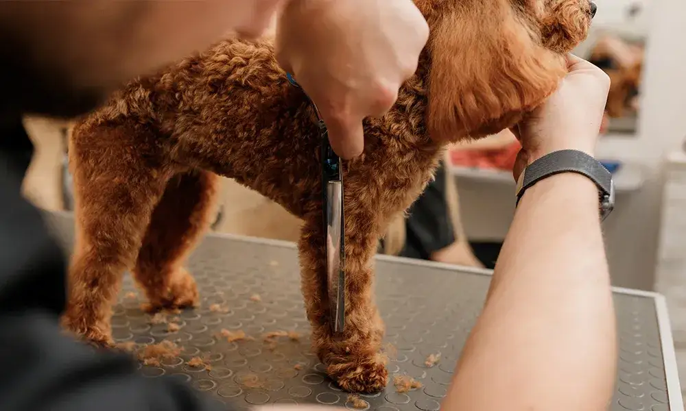 Czy można strzyc psy z sierścią? Odkryj, co musisz wiedzieć