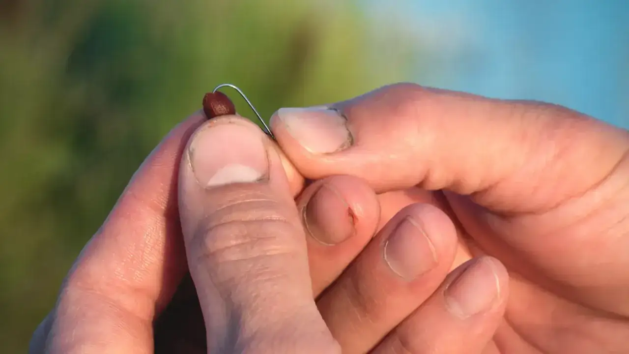 Dłoń z haczykiem i ziarnem, które może być przynętą. Zastanawiasz się, jakie ryby biorą na ciasto?