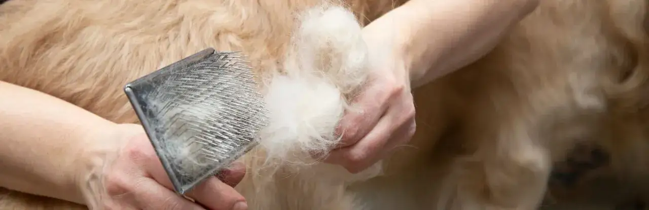 Czy sierść psa odrasta? Odkryj przyczyny i czas regeneracji