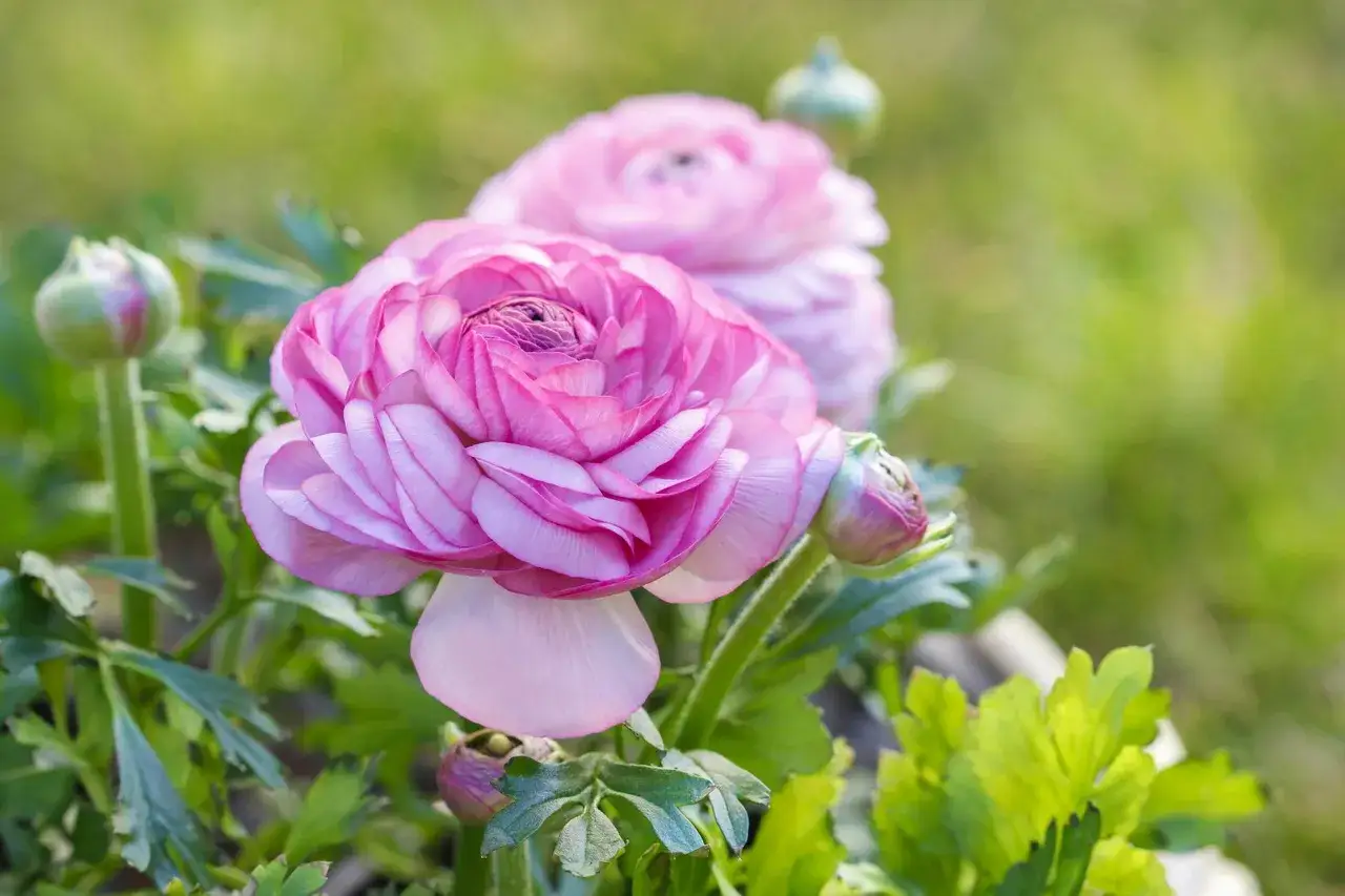 Dwa różowe jaskry z pąkami na zielonym tle.