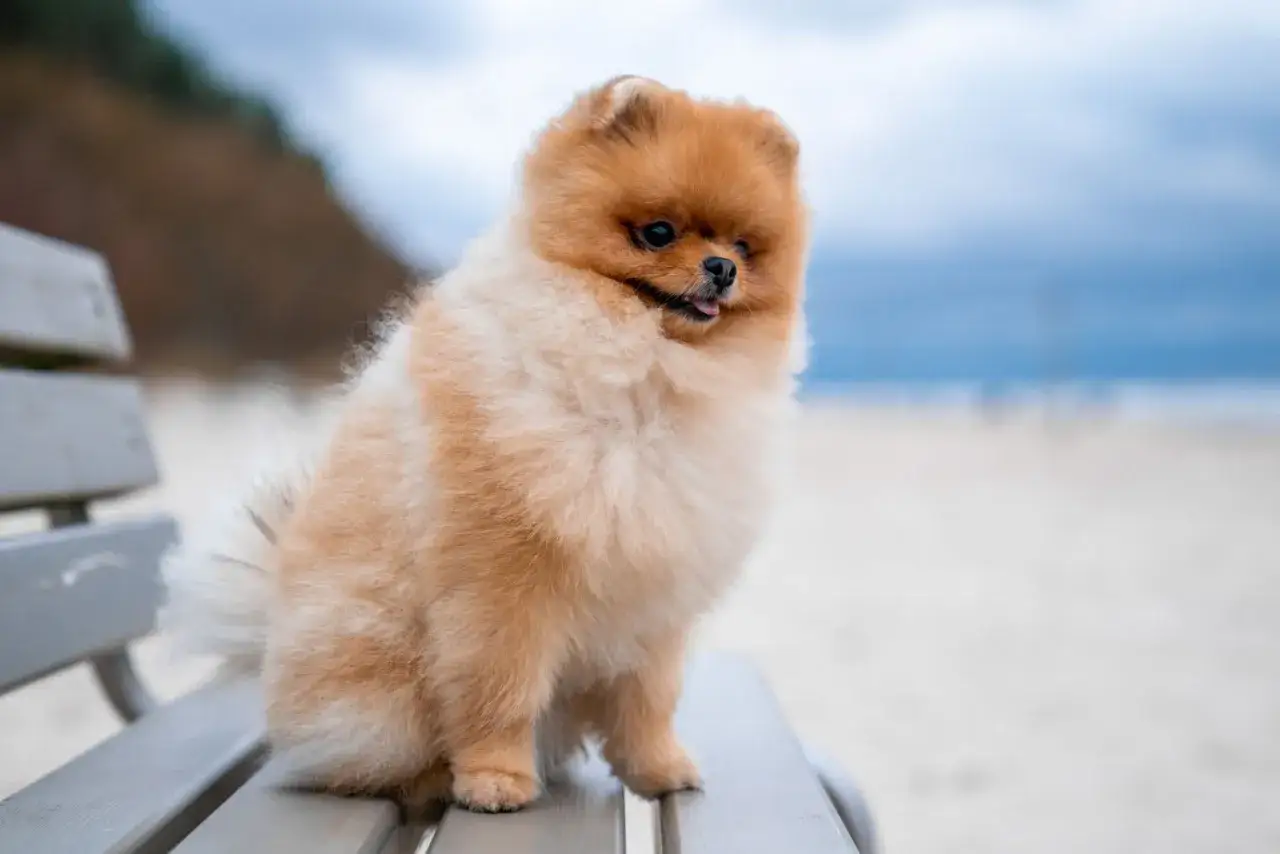 Pomeranian siedzący na ławce na plaży, z widocznym futrem i ogonem.