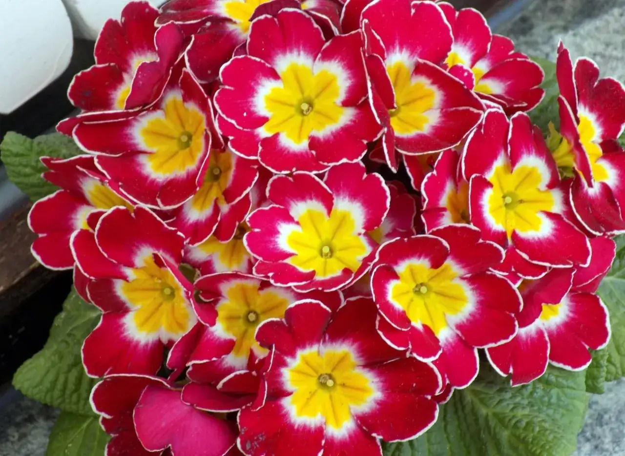 Prymulka: Jak wydłużyć kwitnienie do 2 miesięcy? Poradnik