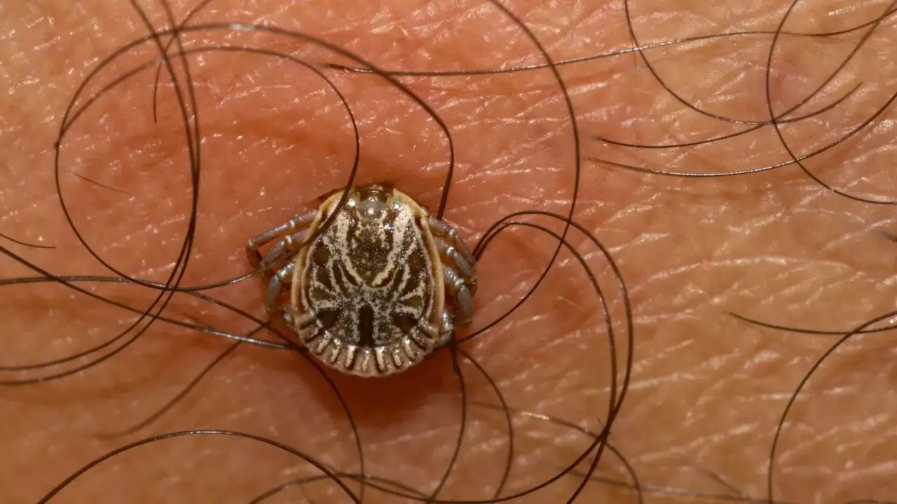 Kleszcz "pusty": Czy na pewno bezpieczny? Ryzyko boreliozy i KZM.