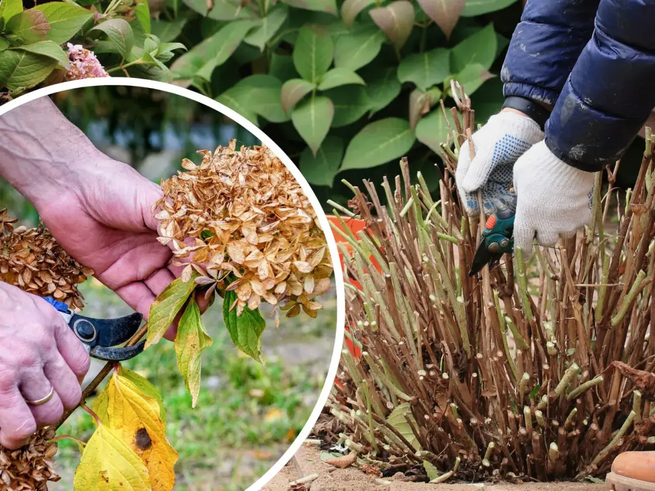 Przycinanie hortensji na zimę: ręce w rękawiczkach przycinają suche kwiatostany i pędy, przygotowując krzew do mrozów.