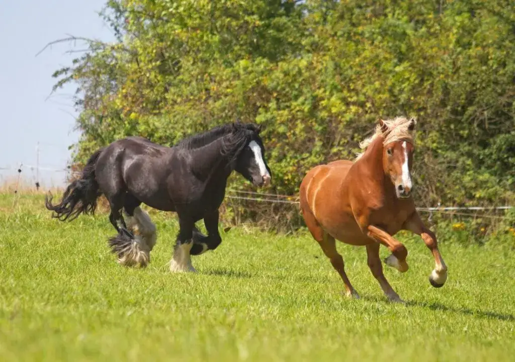 Jak koń się żywi - kluczowe informacje o diecie koni i ich potrzebach