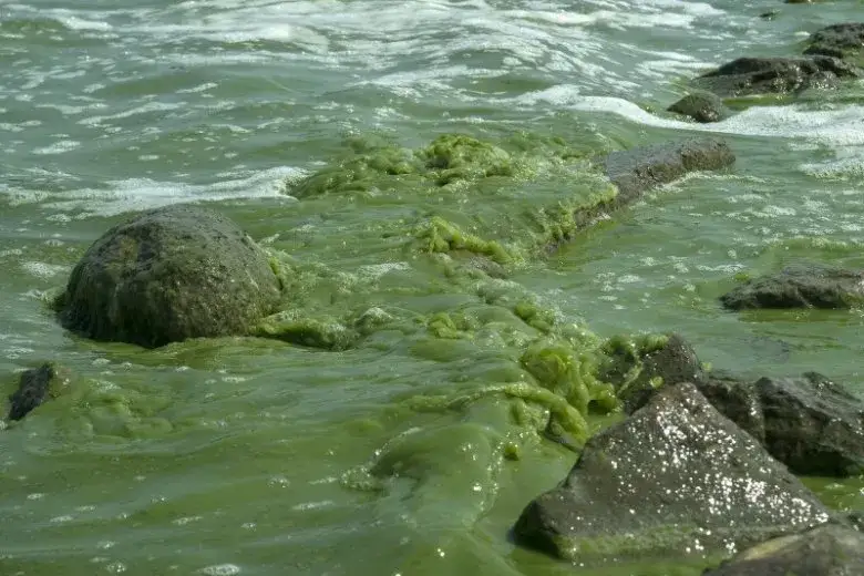 Jak wyglądają sinice w Bałtyku i jakie niosą zagrożenia?