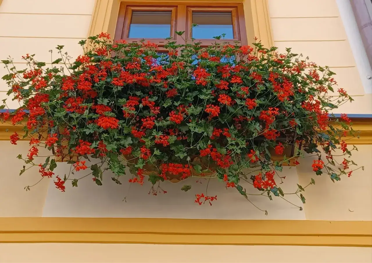 Obficie kwitnące czerwone pelargonie na parapecie okna. Warto wiedzieć, jak przezimować pelargonie, by cieszyć się nimi w kolejnym roku.