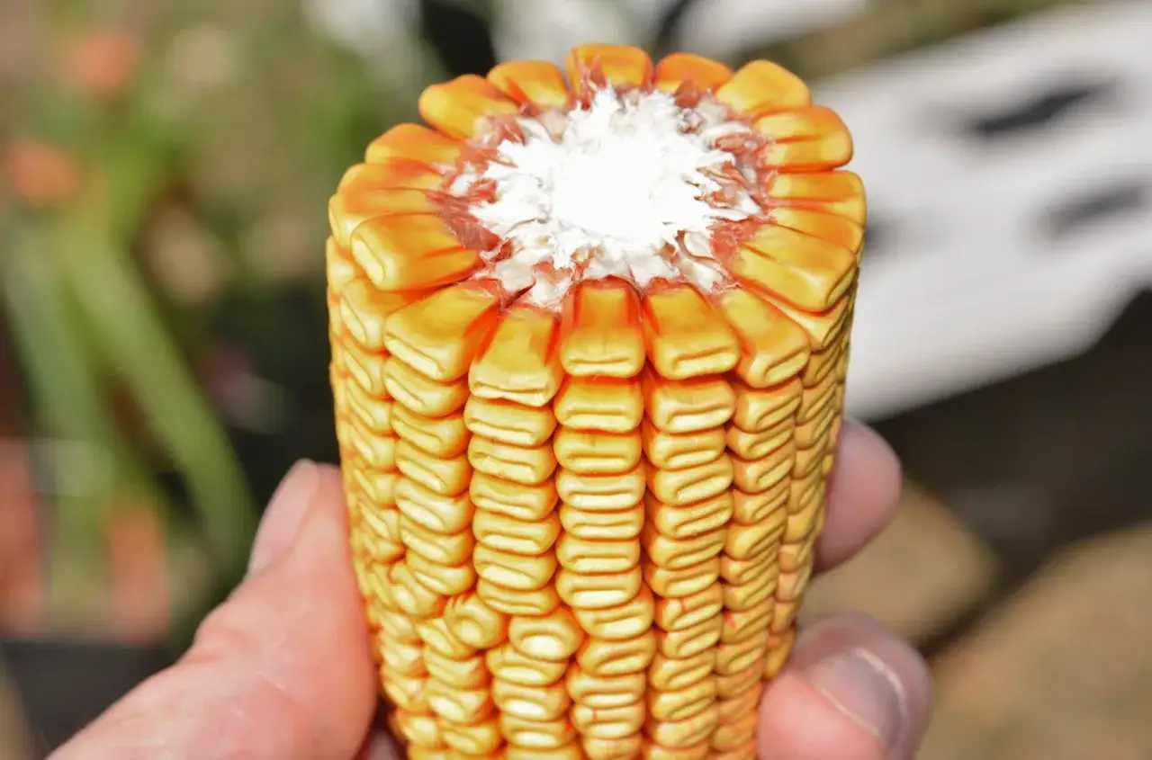 Kiedy jest sezon na kukurydzę? Odkryj najlepszy czas na zbiór