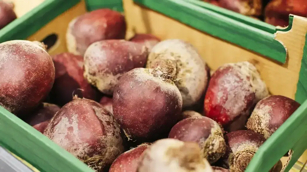 Kiedy sezon na buraki? Poznaj najlepszy czas na zbiór i przechowywanie