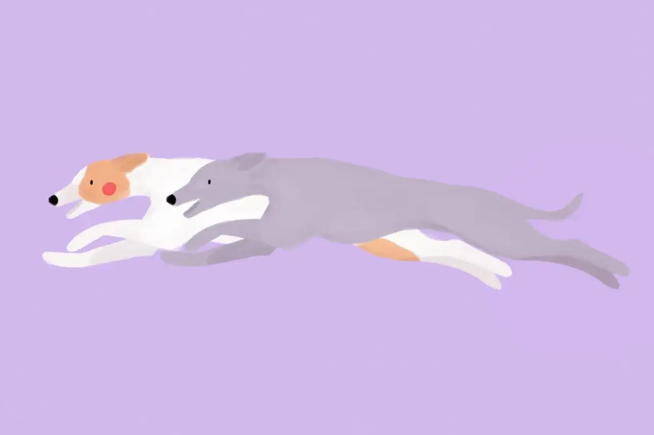 Dwa charty pędzą z niesamowitą gracją. Widać, jak szybko biega pies, gdy jego ciało wyciąga się w locie.