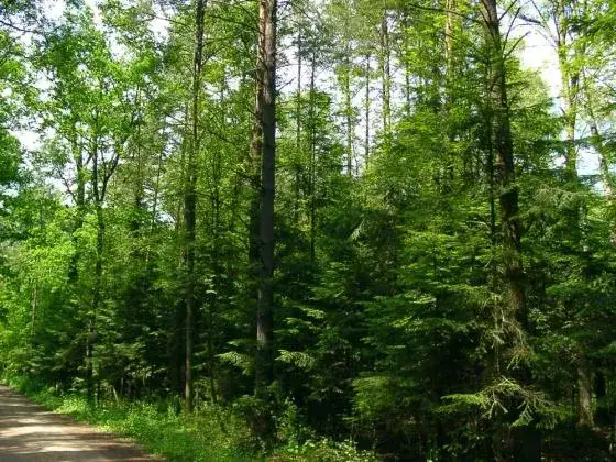 Rezerwat przyrody Jedlina: tajemnice unikalnej fauny i flory