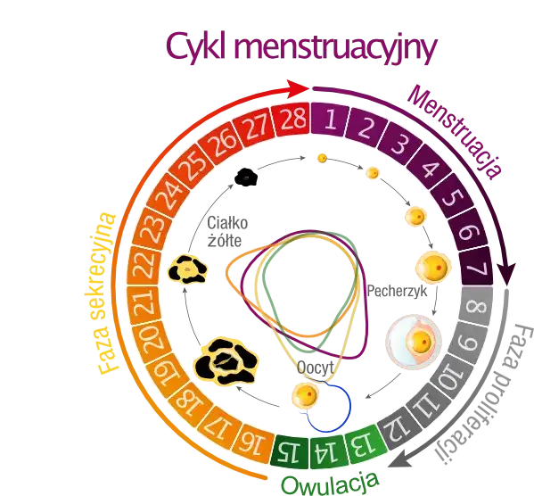 Co ile dni można mieć okres? Poznaj prawidłową długość cyklu miesiączki