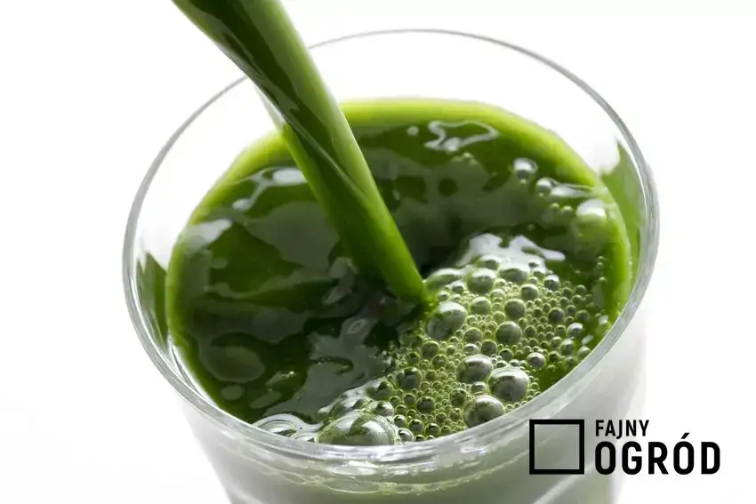 Nalewka z żyworódki: Na co pomaga? Zastosowanie i przepis