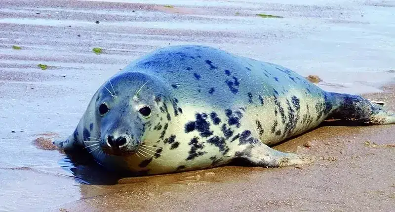 Co żyje w Bałtyku? Zaskakujące fakty o faunie morskiej i jej ochronie