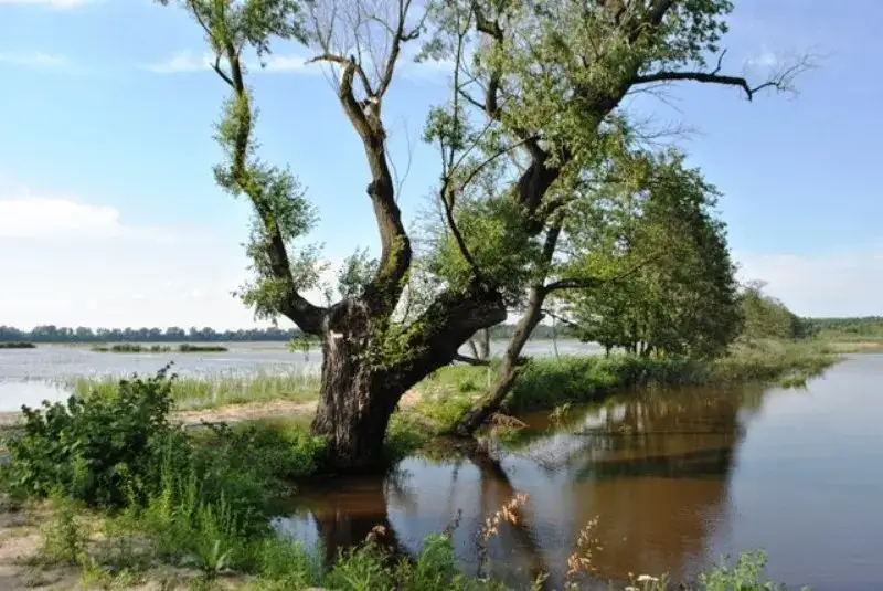 Rezerwat przyrody Łężczok: Odkryj jego unikalne bogactwo i atrakcje