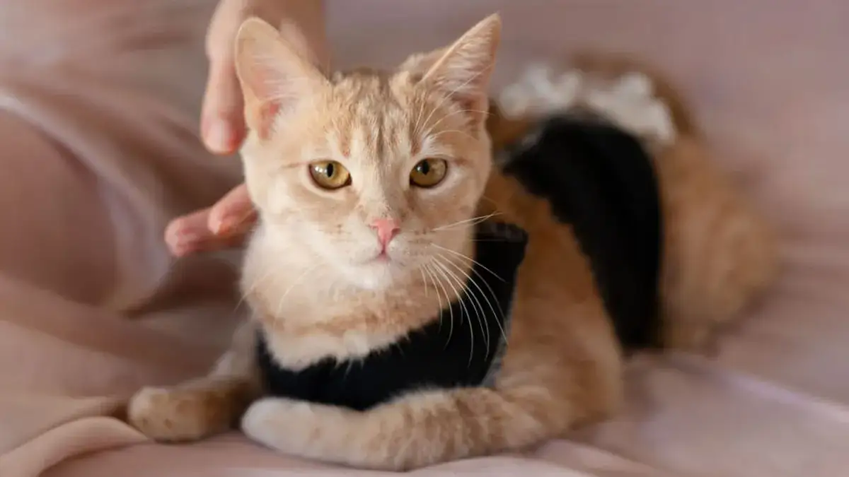 Czy kotka po sterylizacji jest spokojniejsza? Oto, co musisz wiedzieć