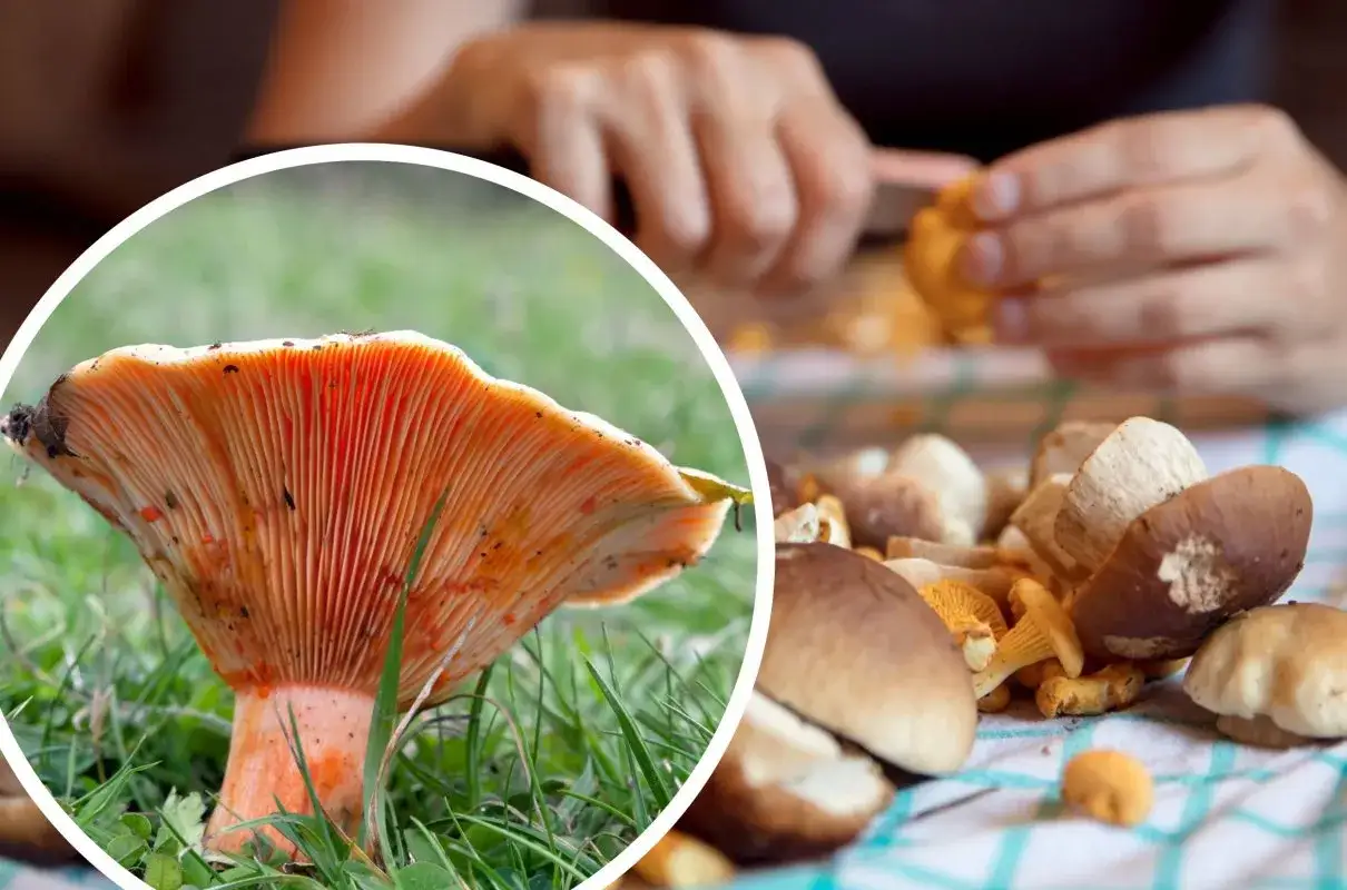 Perfekcyjne czyszczenie rydzów: Koniec z piaskiem! Poradnik