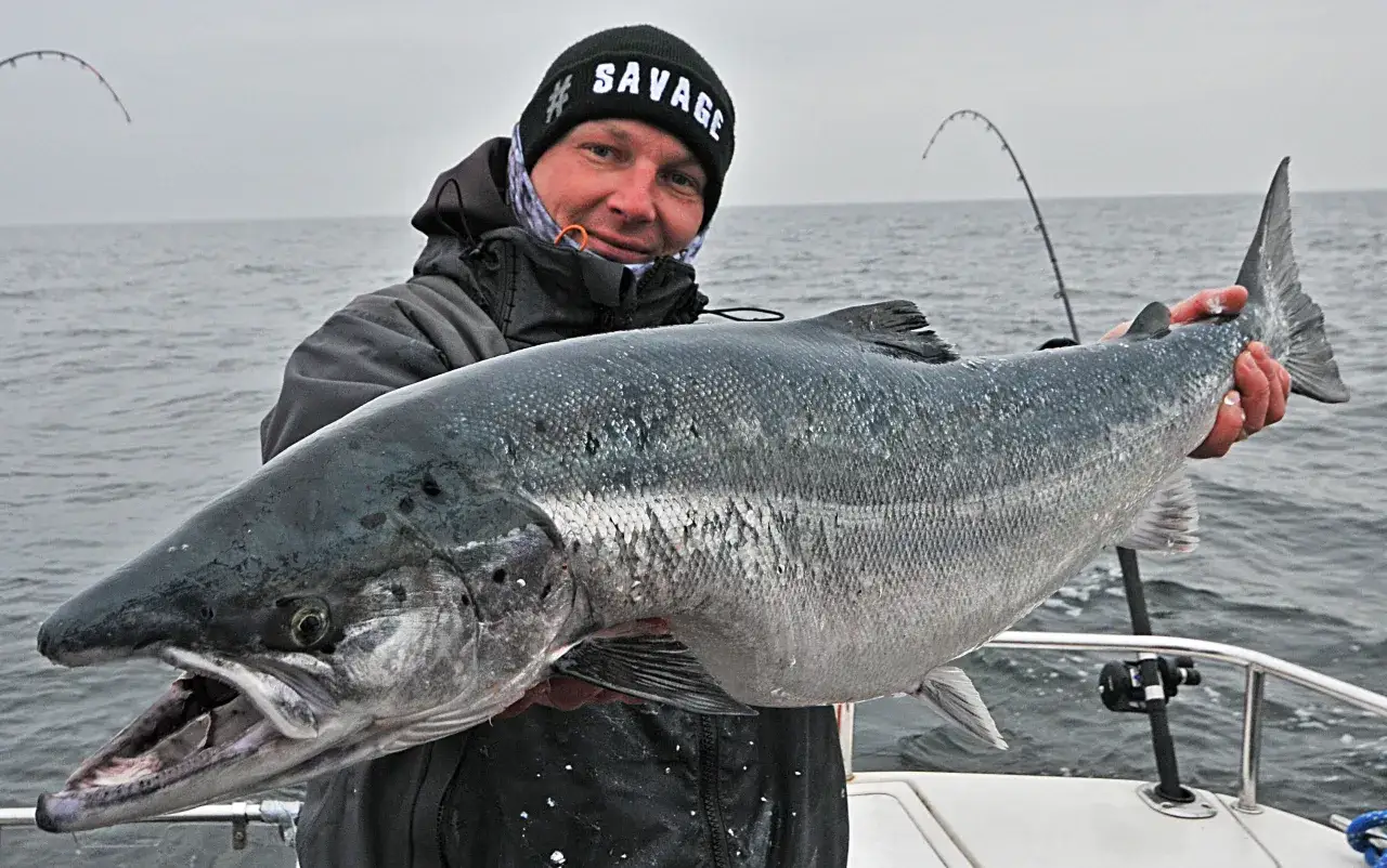 Wędkarz z dumą prezentuje okazałego łososia złowionego w Bałtyku. To dowód, że w bałtyku są łososie!