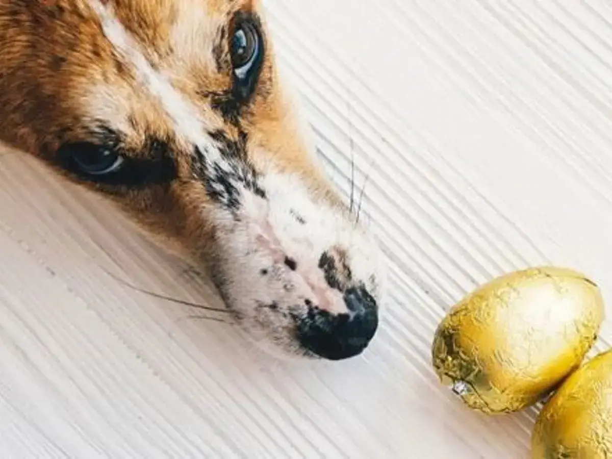 Pies zjadł czekoladę? Natychmiastowy plan działania i objawy zatrucia