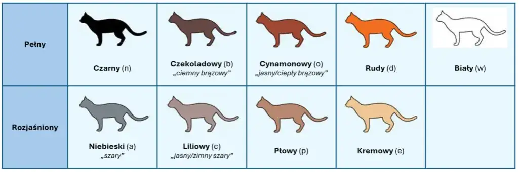 Umaszczenie Devon Rex: Odkryj różnorodność kolorów i wzorów