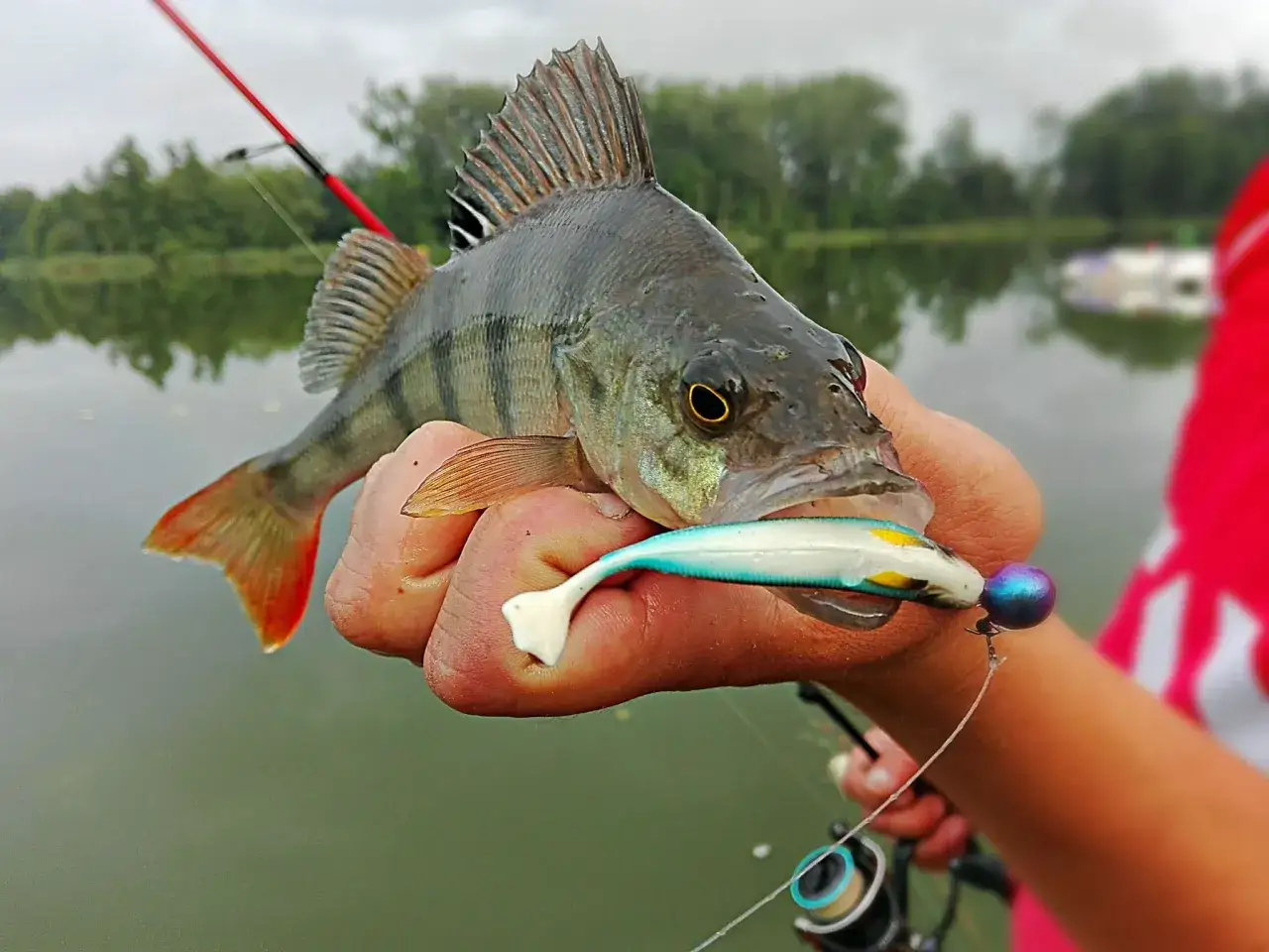 Okoń złowiony na spinning, z przynętą w pysku. Pokazuje, jak złowić okonia na spinning.