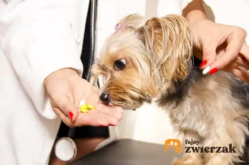 Jak działa tabletka na odrobaczanie psa i co musisz wiedzieć?