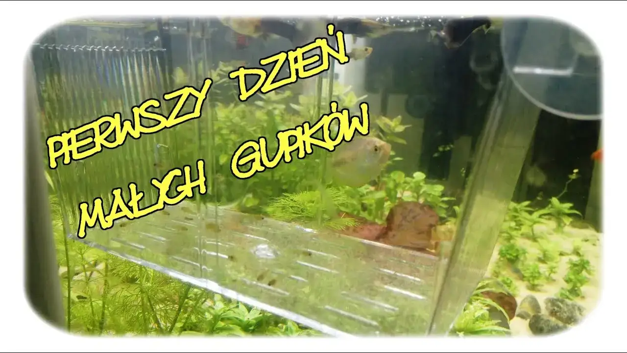 Czym karmić narybek gupika, aby zapewnić mu zdrowy rozwój?