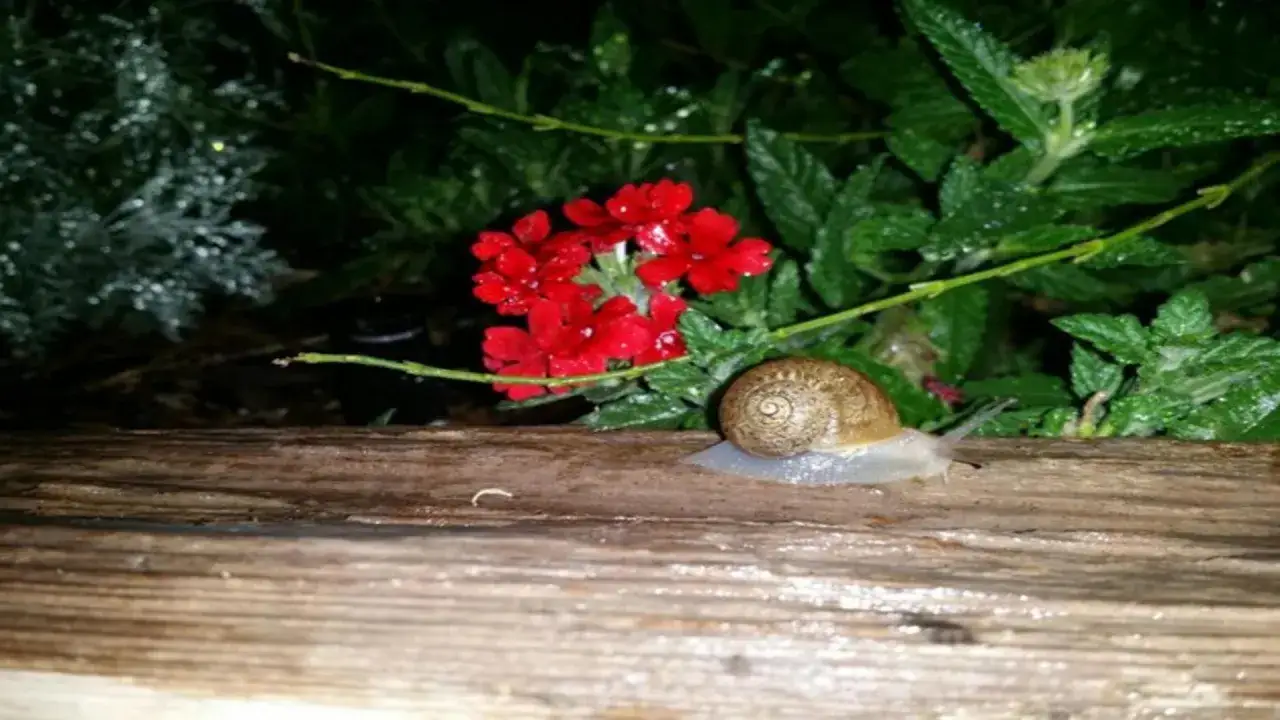 Co na ślimaki w ogrodzie? Odzyskaj spokój! Skuteczne sposoby walki