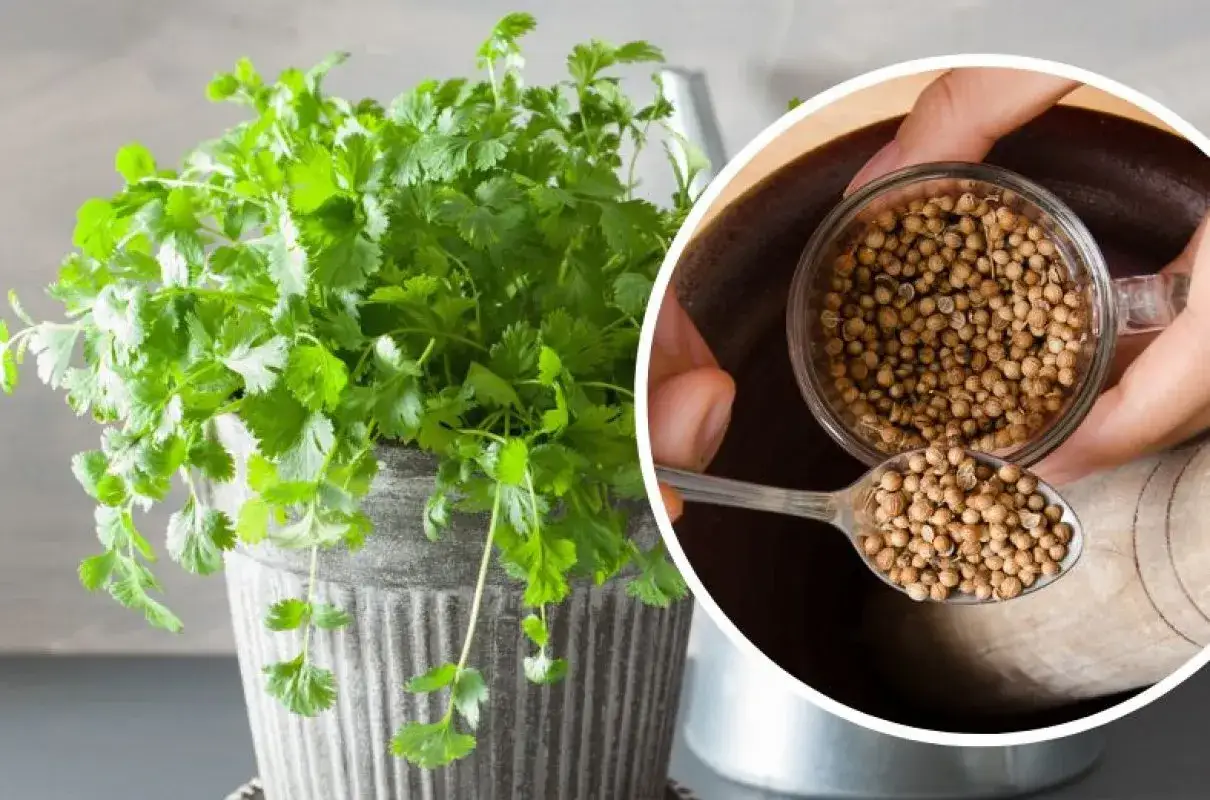 Kolendra przyprawa do czego? Świeże liście i nasiona kolendry dodadzą aromatu potrawom.