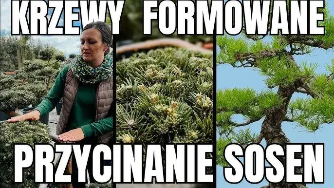 Jak przycinać sosnę? Poradnik krok po kroku do pięknego drzewa