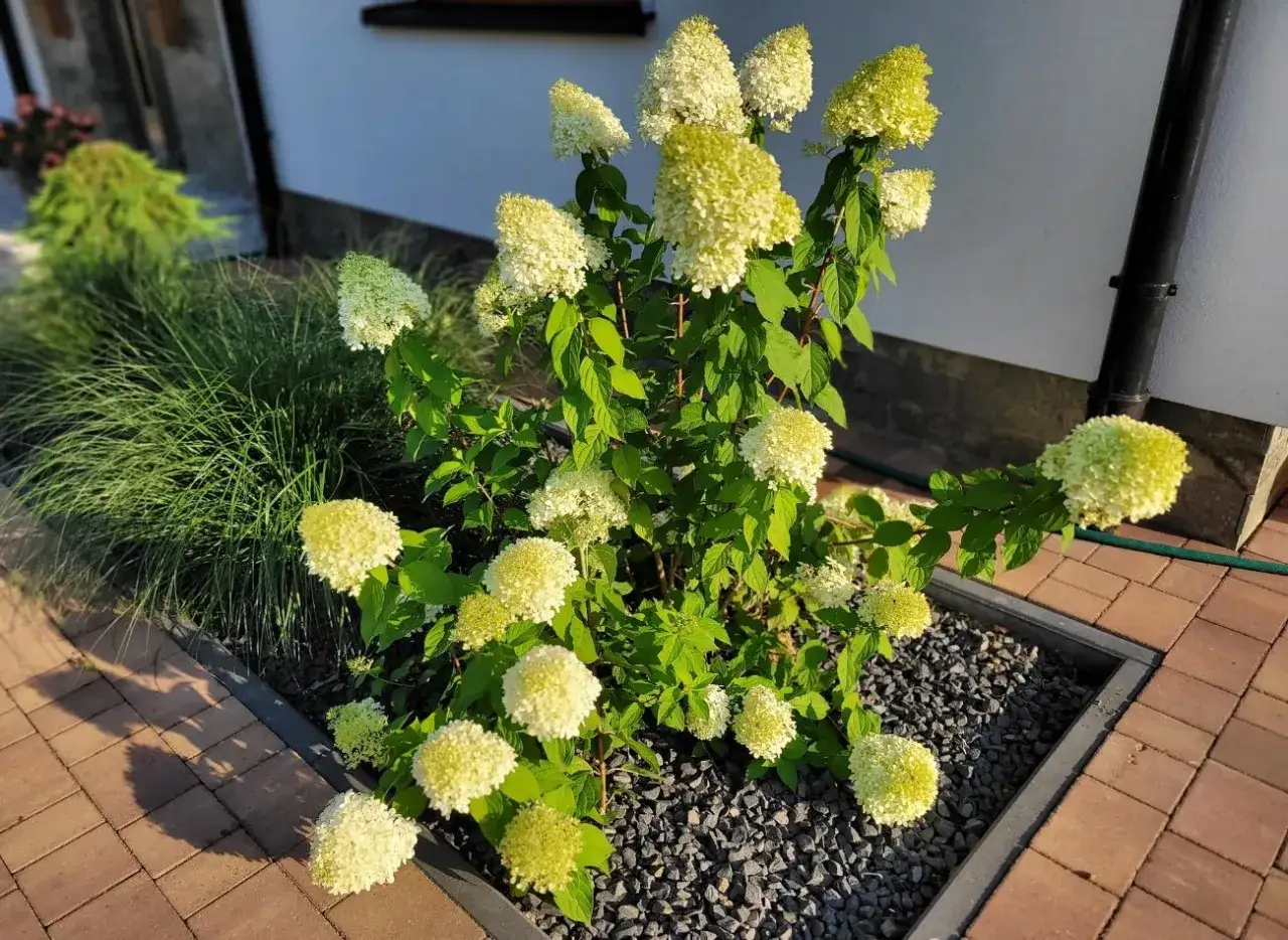 Kiedy można sadzić hortensje do gruntu, aby uniknąć błędów w ogrodzie