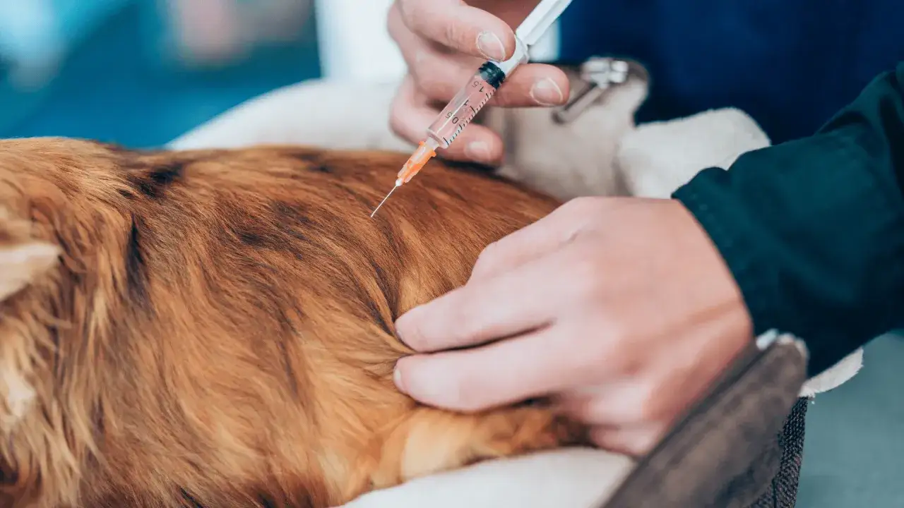 Eutanazja psa: Kiedy to akt miłości? Przewodnik po trudnej decyzji