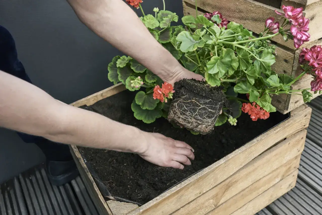 Sadzenie pelargonii z bryłą korzeniową do drewnianej skrzyni.