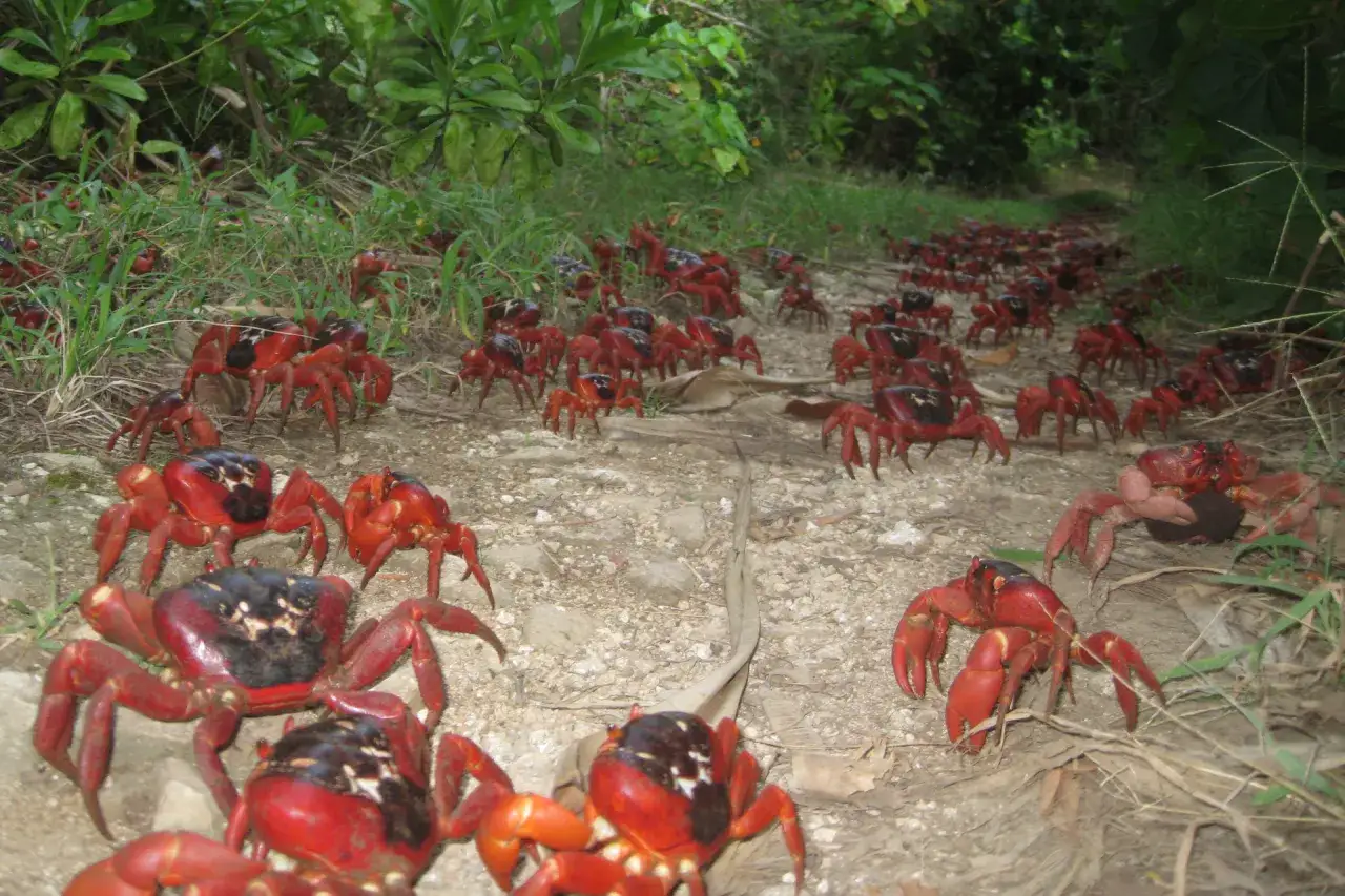 Rój czerwonych krabów maszeruje po kamienistej ścieżce w otoczeniu zieleni.