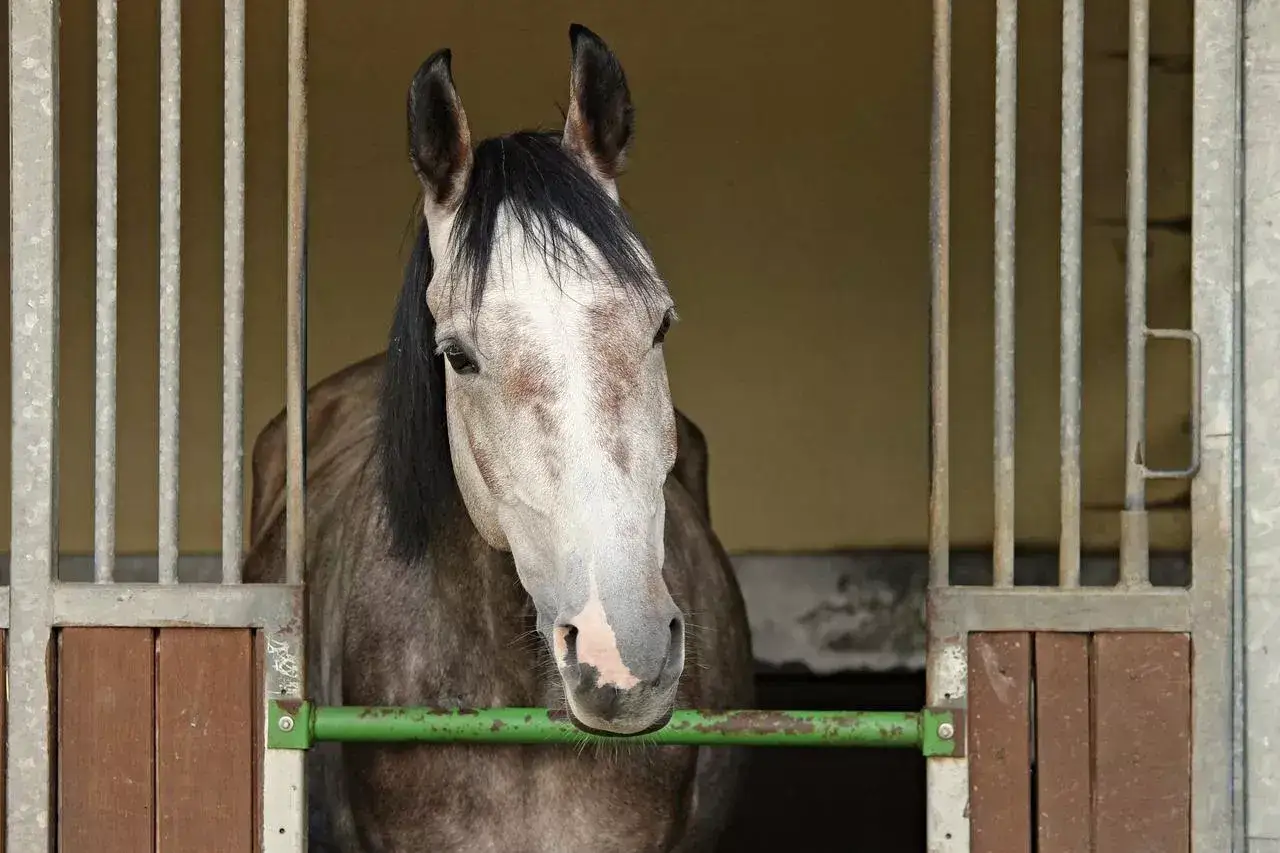 Czy hodowla koni to działalność rolnicza? Podatki, KRUS, wsparcie
