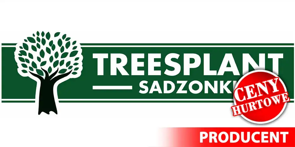 Ile można zarobić na choinkach? Sprawdź, czy to się opłaca