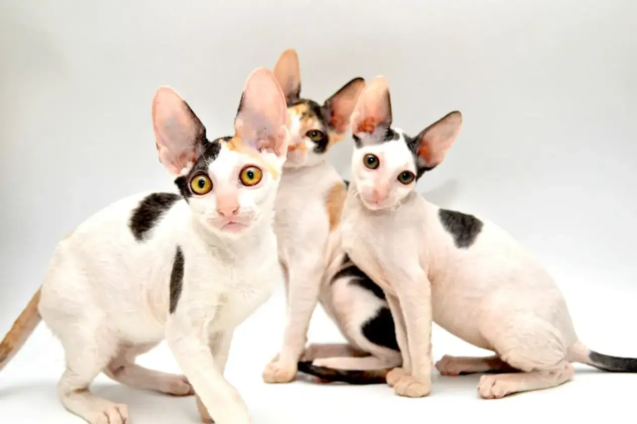 Cornish Rex a Devon Rex: Kluczowe różnice, które musisz znać