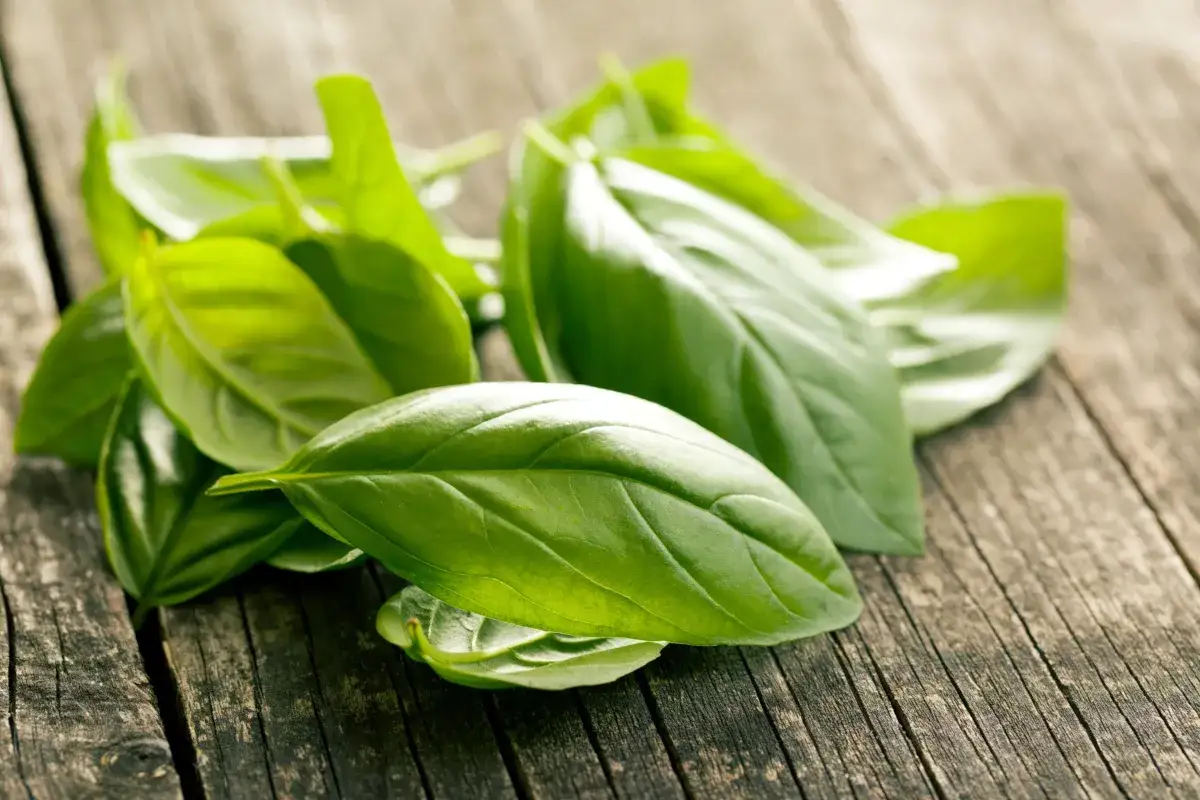 Świeża bazylia na drewnianym blacie. Idealna do pesto, sałatek i sosów. Co zrobić ze świeżą bazylią?