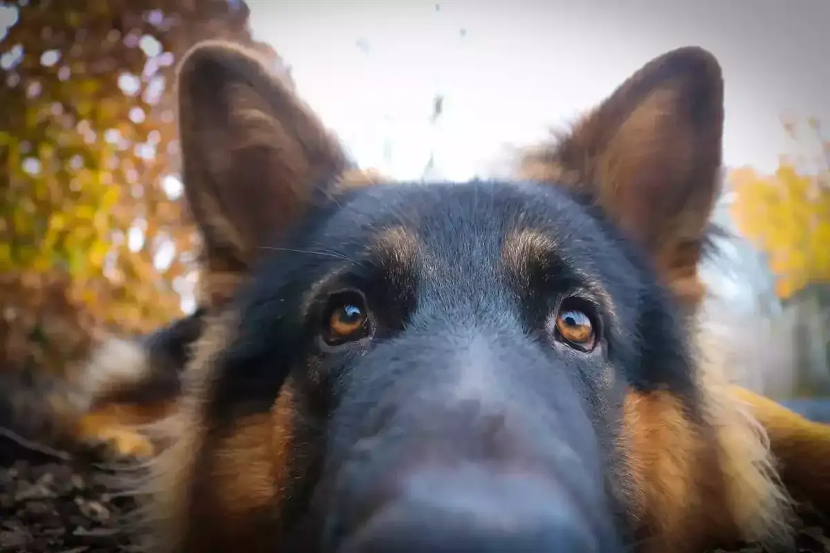 Jak wytresować owczarka niemieckiego i uniknąć problemów behawioralnych